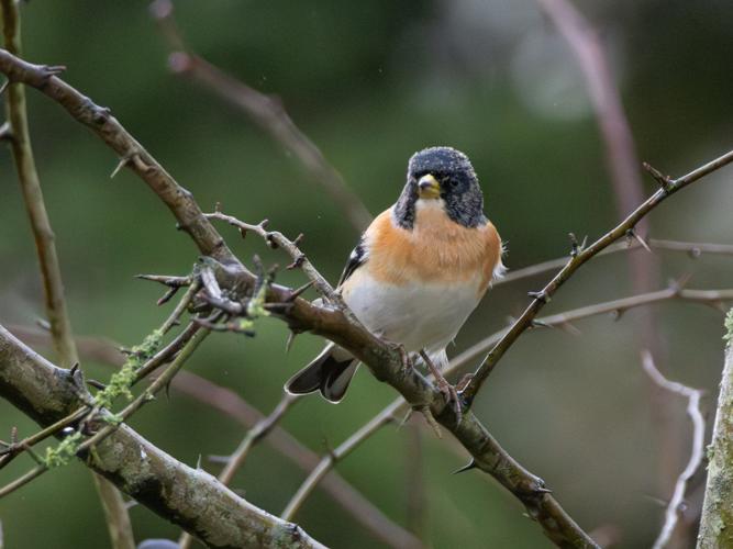 Pinson du nord (Fringilla montifringilla) &copy; Clémentine Busson