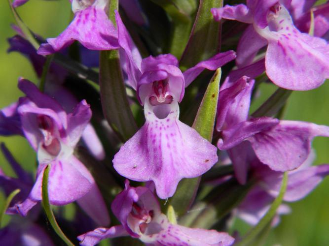 Orchis négligé (Dactylorhiza praetermissa) © Morvan Debroize