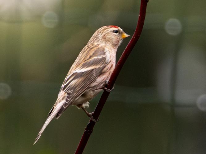 Sizerin flammé (Carduelis flammea) &copy; Clémentine Busson