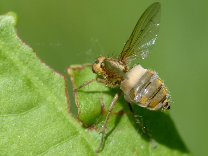 Entomophthora sp. &copy; Morvan Debroize