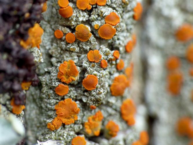 Blastenia ferruginea &copy; Morvan Debroize
