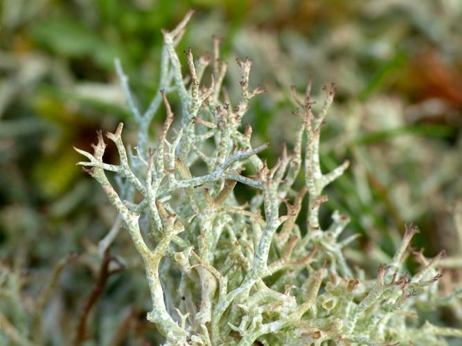 Cladonia rangiformis &copy; Morvan Debroize