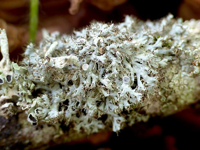 Physcia leptalea &copy; Morvan Debroize