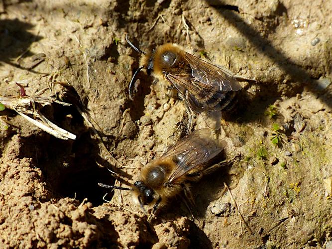 Collète lapin (Colletes cunicularius) &copy; Morvan Debroize