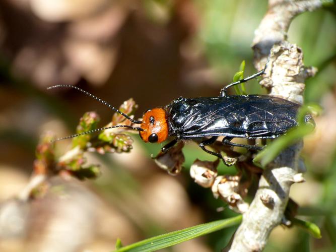 Lyda à tête rouge (Acantholyda erythrocephala) &copy; Morvan Debroize