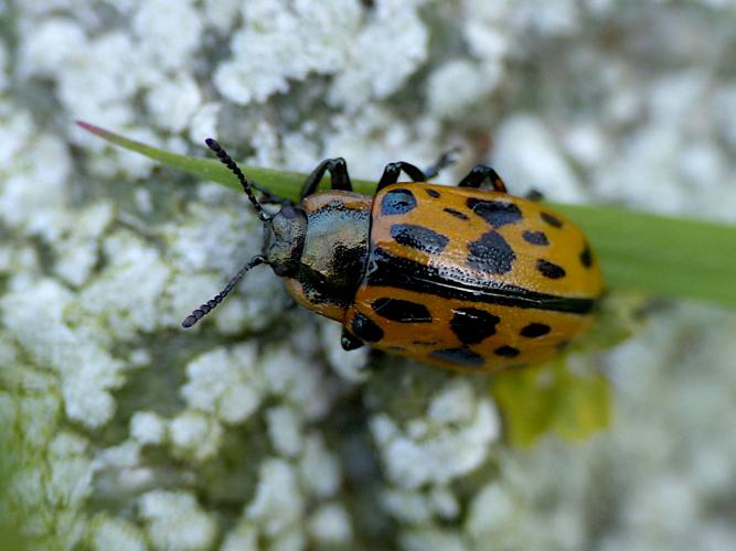 Chrysomèle à vingt points (Chrysomela vigintipunctata) &copy; Morvan Debroize
