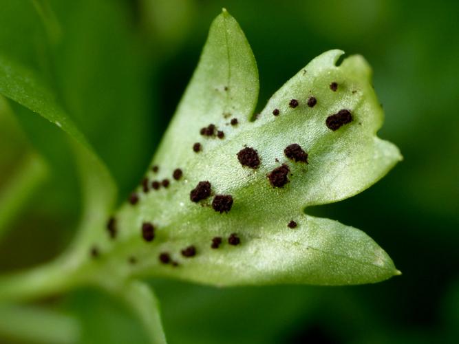 Puccinia adoxae &copy; Morvan Debroize