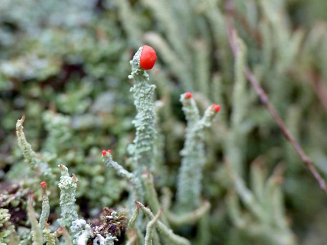 Cladonia macilenta &copy; Morvan Debroize