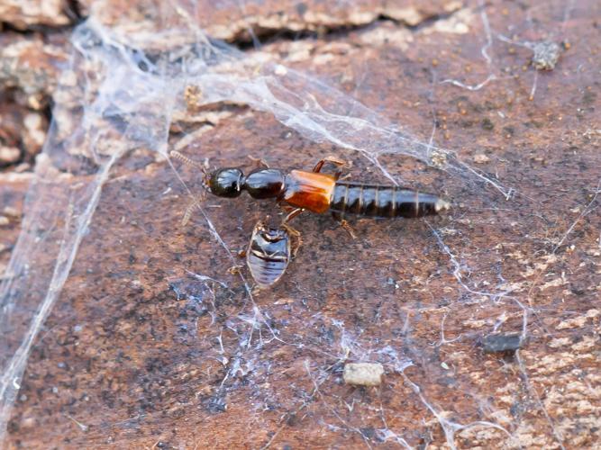 Hypnogyra angularis &copy; Jacques Rivière