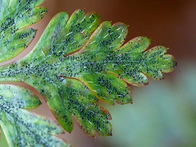 Coleroa robertiani sur feuilles de Geranium robertianum &copy; Morvan Debroize