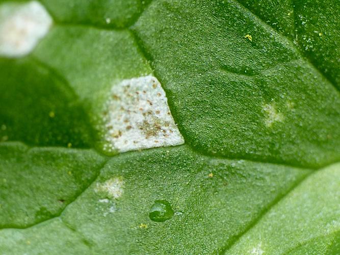 Entyloma ficariae &copy; Morvan Debroize