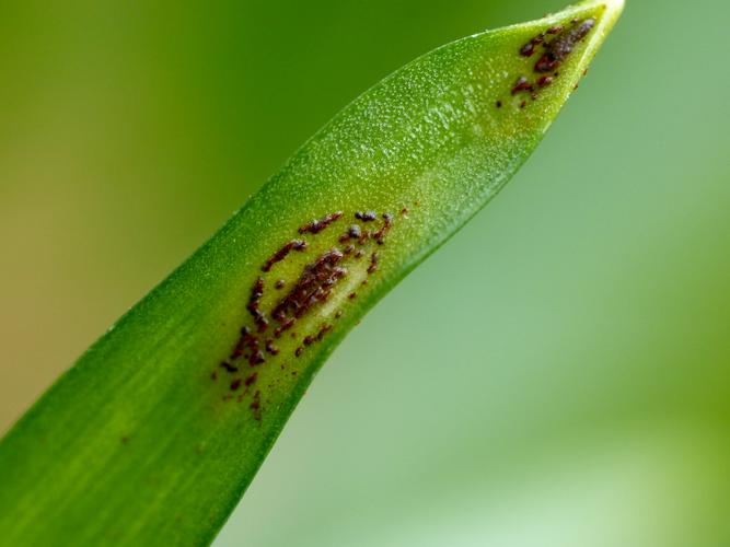 Uromyces muscari &copy; Morvan Debroize