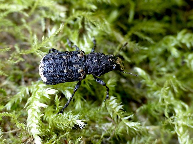Anthribe licheneux (Platyrhinus resinosus) &copy; Morvan Debroize