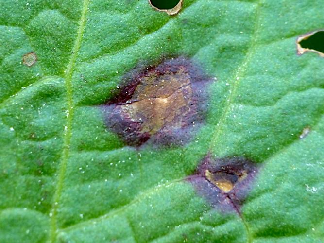 Ramularia rubella &copy; Morvan Debroize