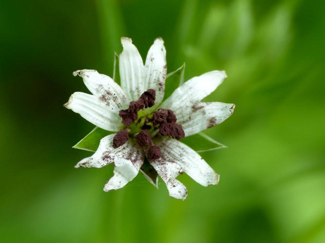 Microbotryum stellariae sur Rabelera holostea &copy; Morvan Debroize