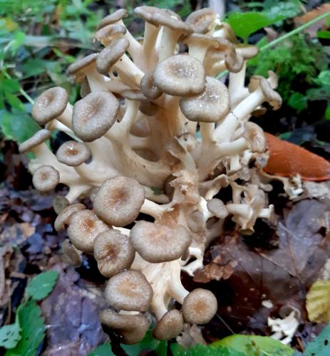 Polypore en Ombelle (Polyporus umbellatus) &copy; Emmanuel Thireau