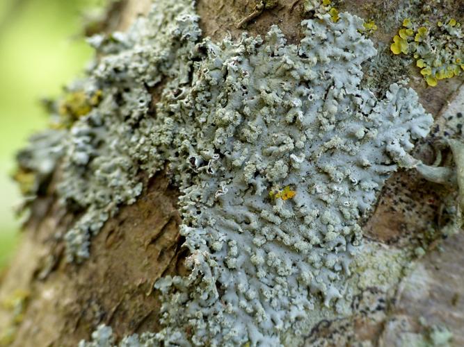 Physcia tribacioides &copy; Morvan Debroize