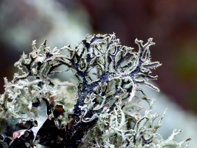 Pseudevernia furfuracea &copy; Morvan Debroize