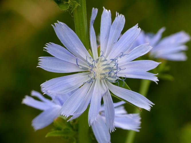 Chicorée sauvage (Cichorium intybus), fleur © Morvan Debroize