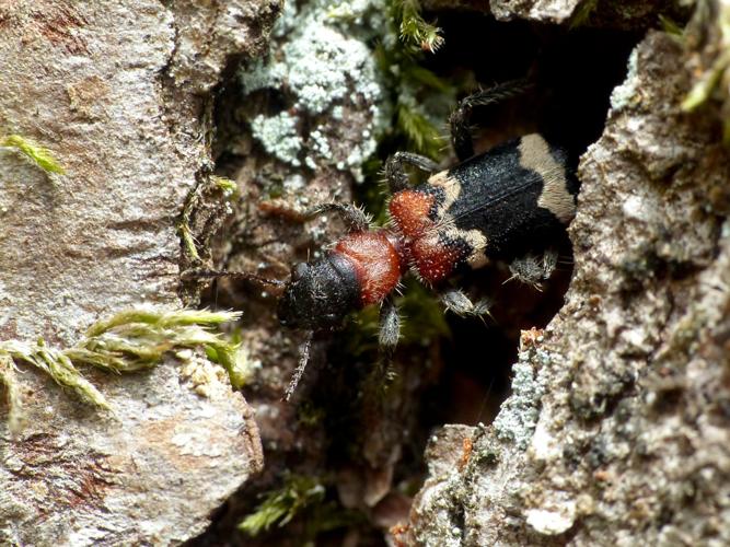 Clairon des fourmis (Thanasimus formicarius) &copy; Morvan Debroize