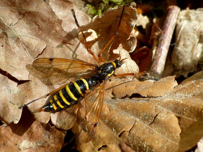 Ctenophora flaveolata, femelle &copy; Morvan Debroize