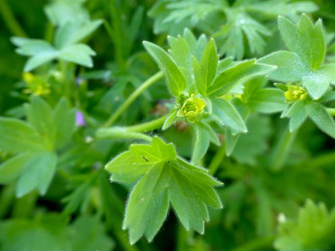 Renoncule à petites fleurs (Ranunculus parviflorus) &copy; Morvan Debroize