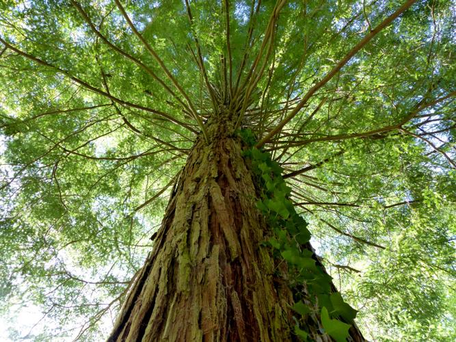 Séquoia toujours vert/Séquoia à feuilles d'if (Sequoia sempervirens) &copy; Morvan Debroize
