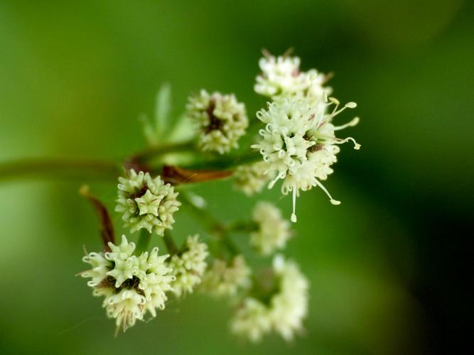 Sanicle d'Europe (Sanicula europaea), fleurs &copy; Morvan Debroize