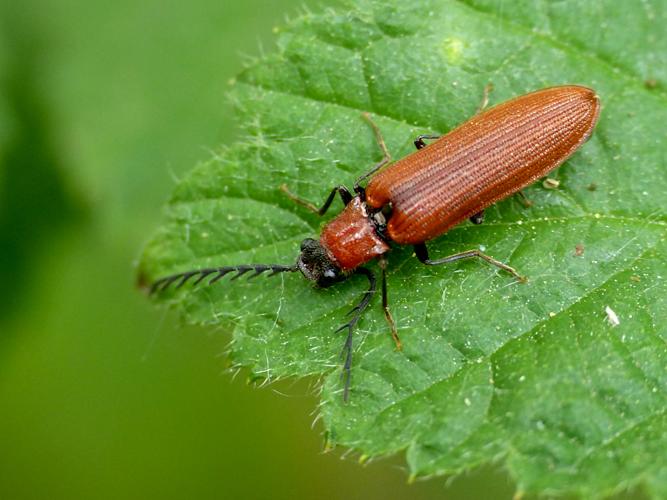 Taupin Artiste (Denticollis rubens) &copy; Morvan Debroize