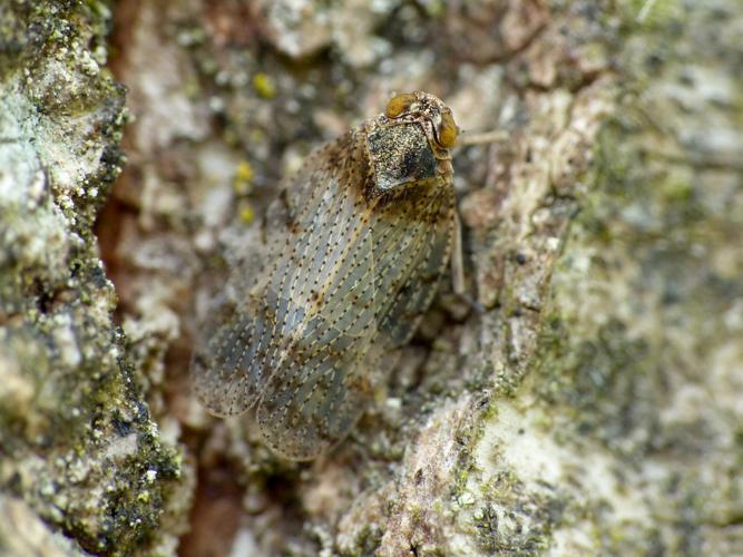 Tachycixius pilosus &copy; Morvan Debroize