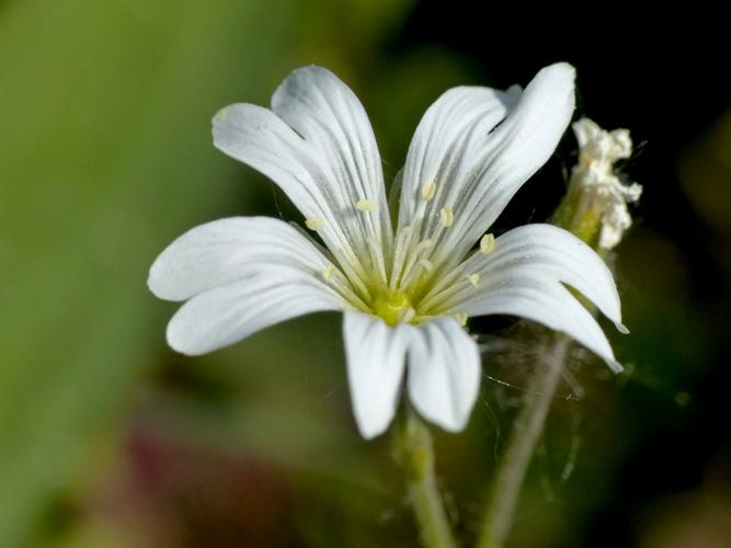 Céraiste des champs (Cerastium arvense), fleur &copy; Morvan Debroize
