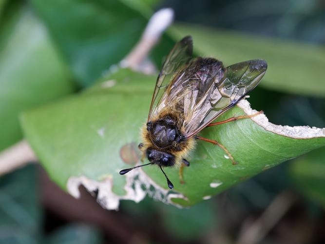 Trichiosoma sp. &copy; Thibaut Desfours