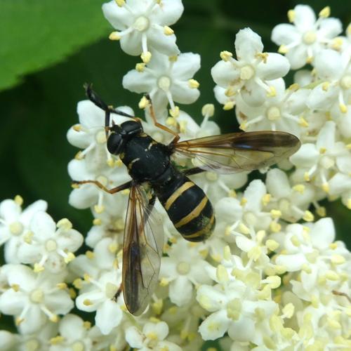 Temnostoma bombylans &copy; Isabelle Rambaud