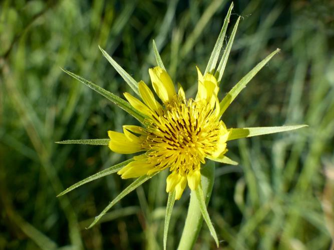 Grand salsifis (Tragopogon dubius) &copy; Morvan Debroize