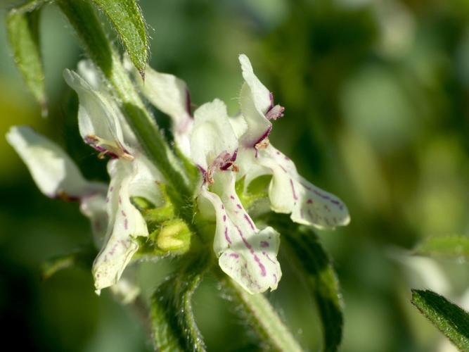 Épiaire droite (Stachys recta) &copy; Morvan Debroize