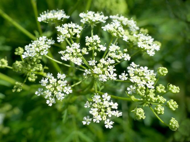 Grande cigüe (Conium maculatum), fleurs &copy; Morvan Debroize