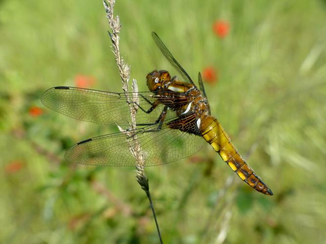 Libellule déprimée (Libellula depressa), femelle &copy; Morvan Debroize