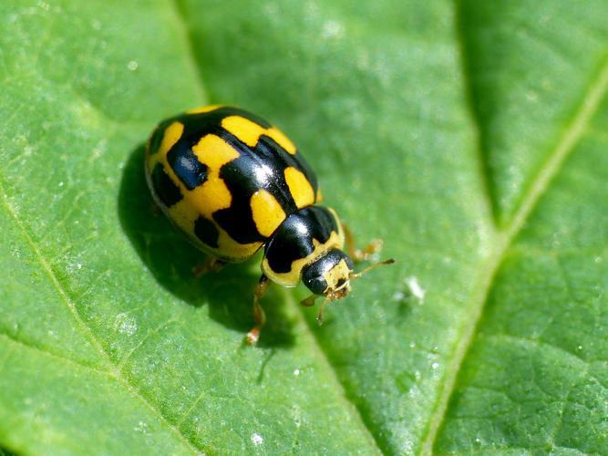 Coccinelle à damier (Propylea quatuordecimpunctata) &copy; Morvan Debroize