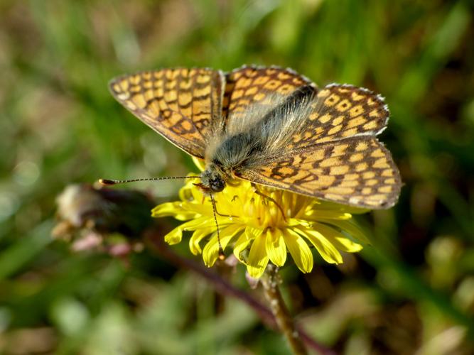Mélitée du Plantain (Melitaea cinxia) &copy; Morvan Debroize