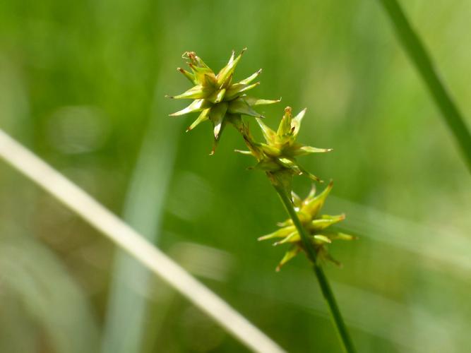 Laîche étoilée (Carex echinata) &copy; Morvan Debroize