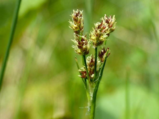 Luzule multiflore (Luzula multiflora) &copy; Morvan Debroize