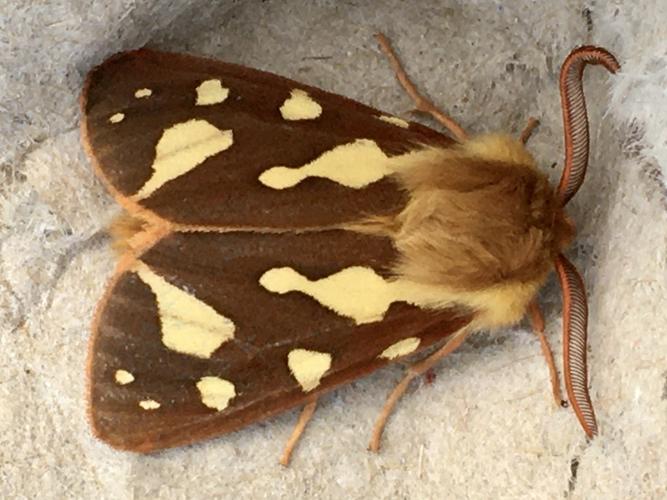 Ecaille des steppes (Arctia testudinaria) &copy; Jérôme Mauduit