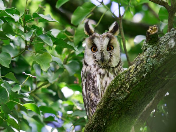Hibou moyen-duc (Asio otus) &copy; Thibaut Desfours