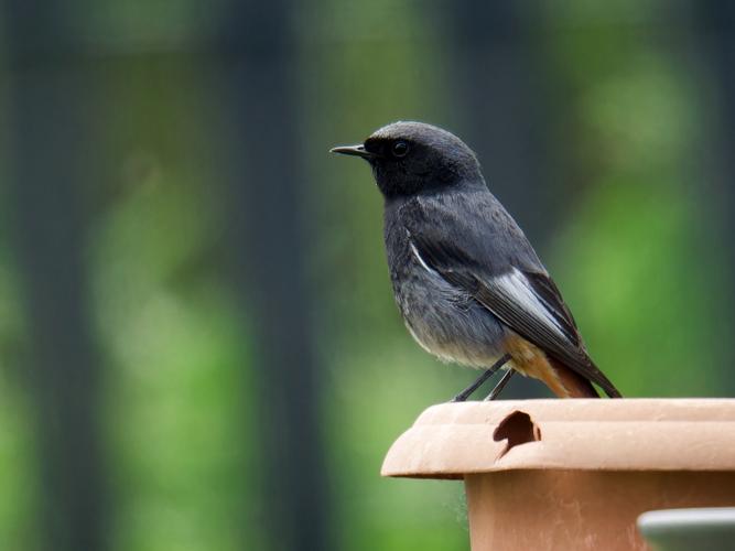 Rougequeue noir (Phoenicurus ochruros), mâle &copy; Thibaut Desfours