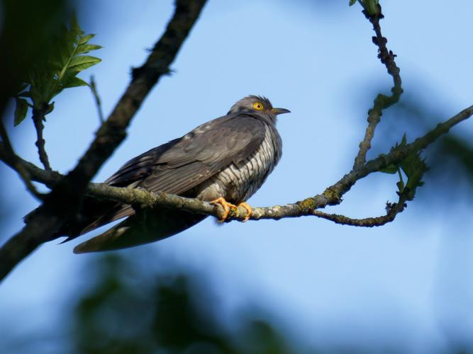 Coucou gris (Cuculus canorus) &copy; Thibaut Desfours