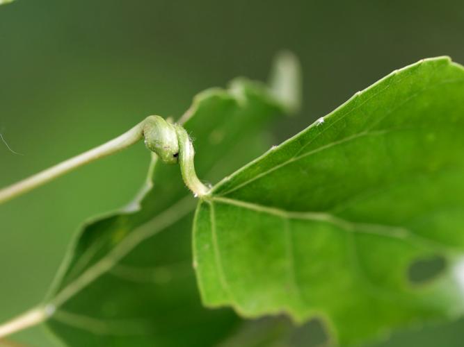 Galle spirallée de Pemphigus spyrothecae sur Populus sp. &copy; Thibaut Desfours
