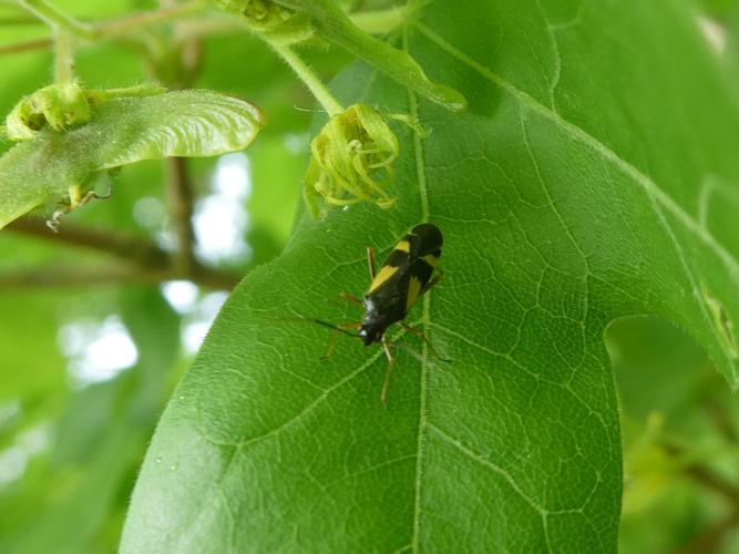 Dryophilocoris flavoquadrimaculatus &copy; Isabelle Rambaud