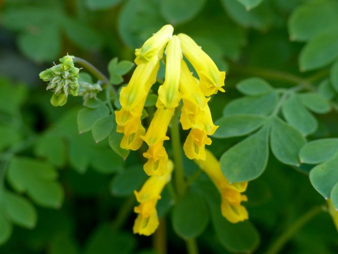 Corydale jaune (Pseudo-fumaria lutea) &copy; Morvan Debroize