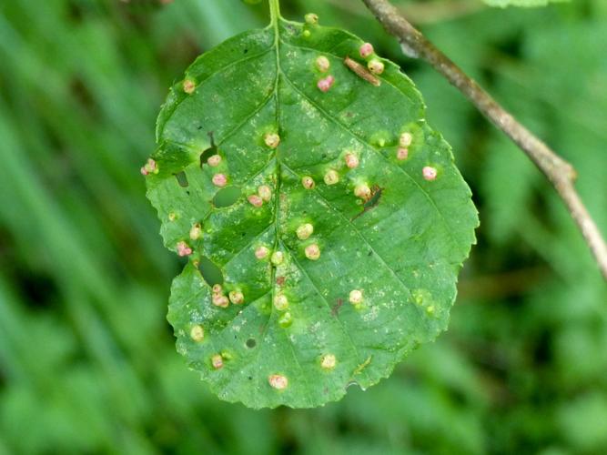Eriophyes laevis, Galles sur aulne glutineux &copy; Morvan Debroize