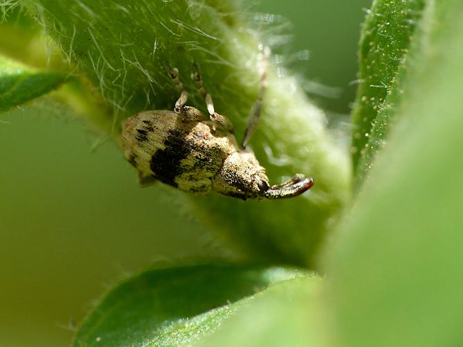 Charançon justicier/Ceutorhynque de la Lysimaque (Tapinotus sellatus) &copy; Morvan Debroize